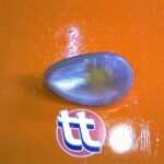 Piloto Delantero Derecho Scania