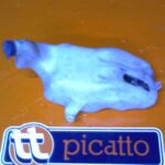 NO Identificado Iveco